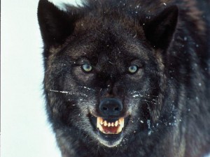 wolves_005